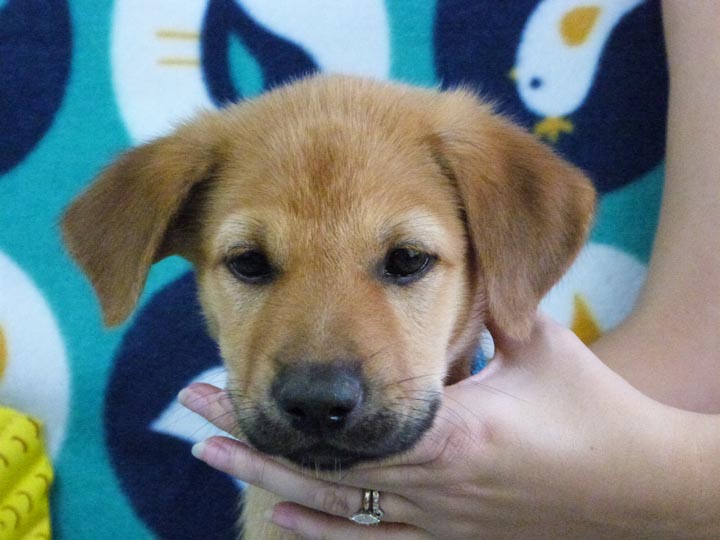 chinook puppy